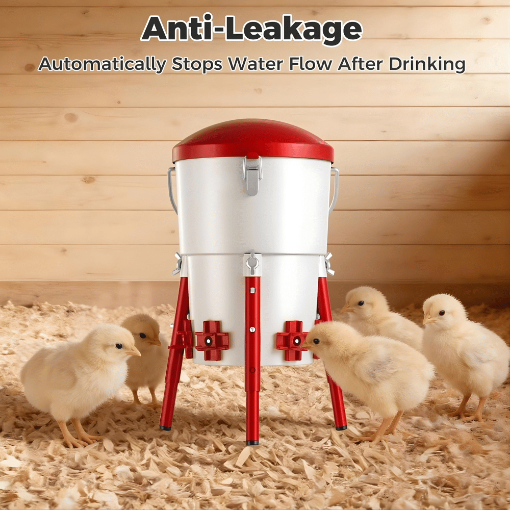 Chicken waterer with chicks around on a wooden floor