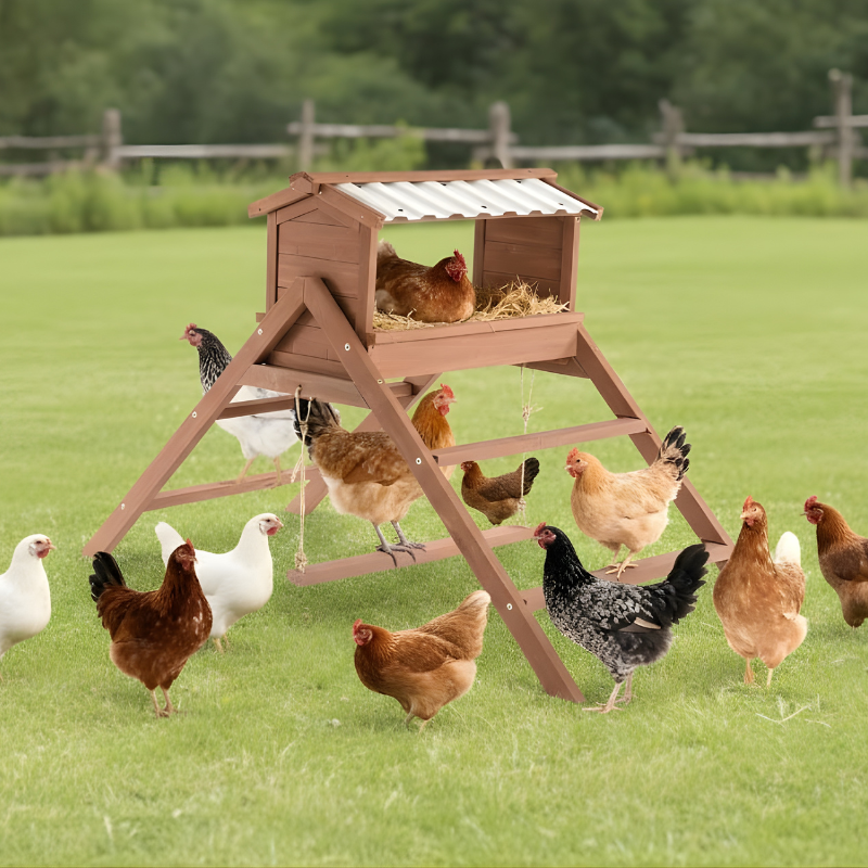 Chicken coop with chickens gathered around on a grassy field