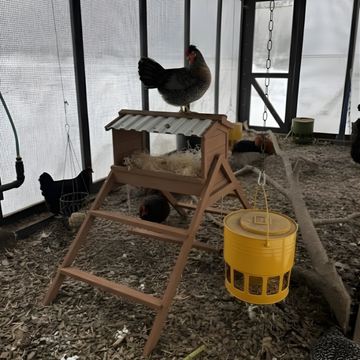Chicken coop with a wooden platform and yellow feeder inside a pen.