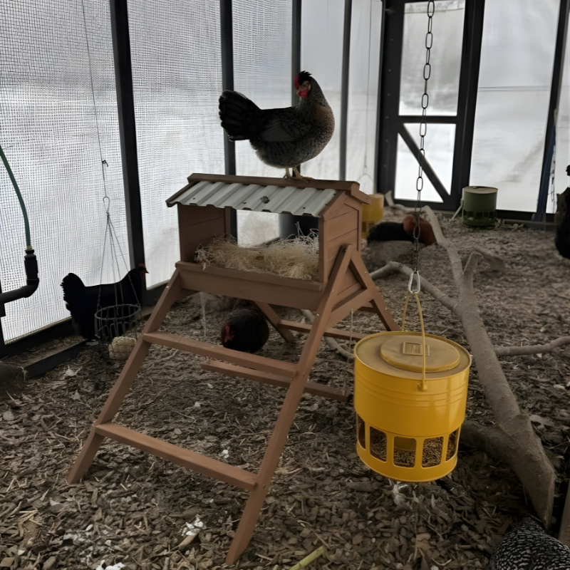 Chicken coop with a wooden platform and yellow feeder inside a pen.