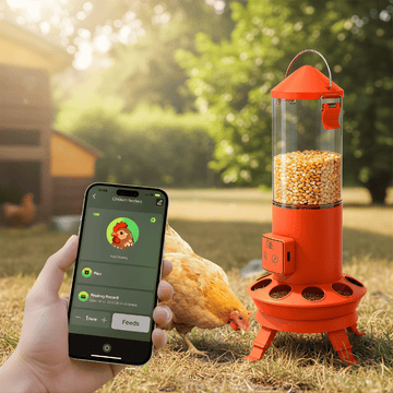 Smart chicken feeder with app on phone in a garden setting