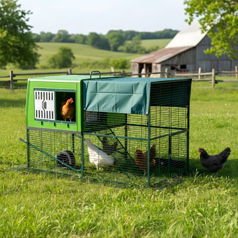 Green plastic chicken coop with chickens in a grassy field with a barn in the background