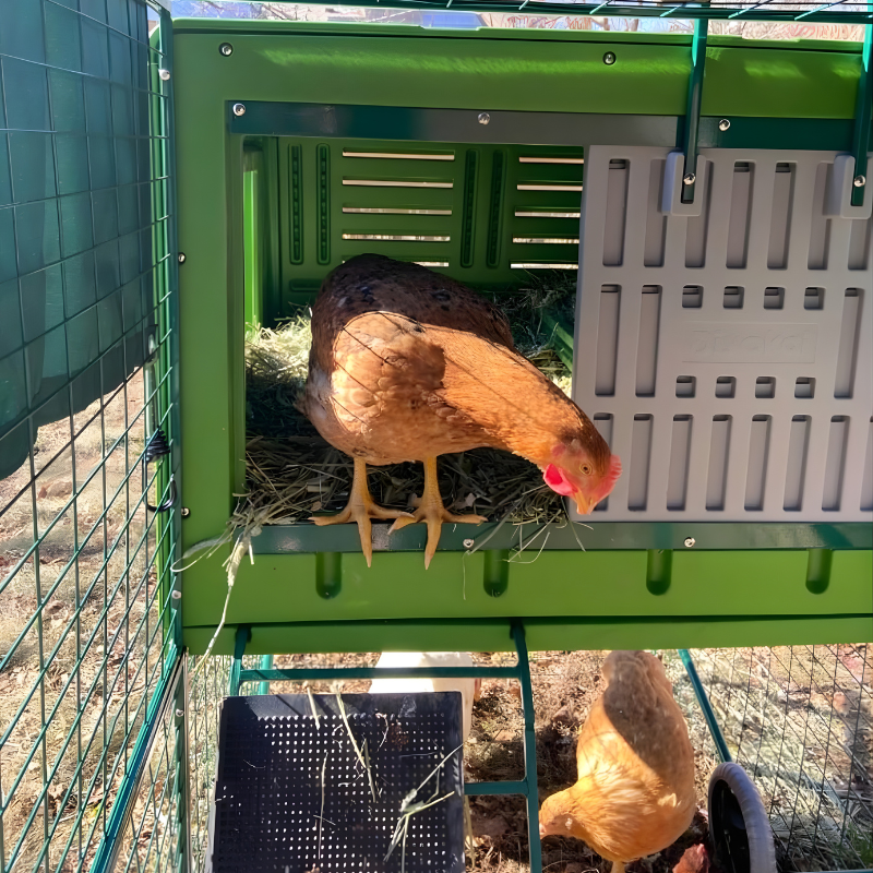 Green plastic chicken coop with chickens 