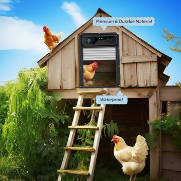 Wooden chicken coop with automatic coop door and chickens on a sunny day