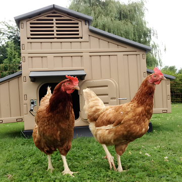 Two chickens standing in front of a plastic chicken coop on a grassy area.