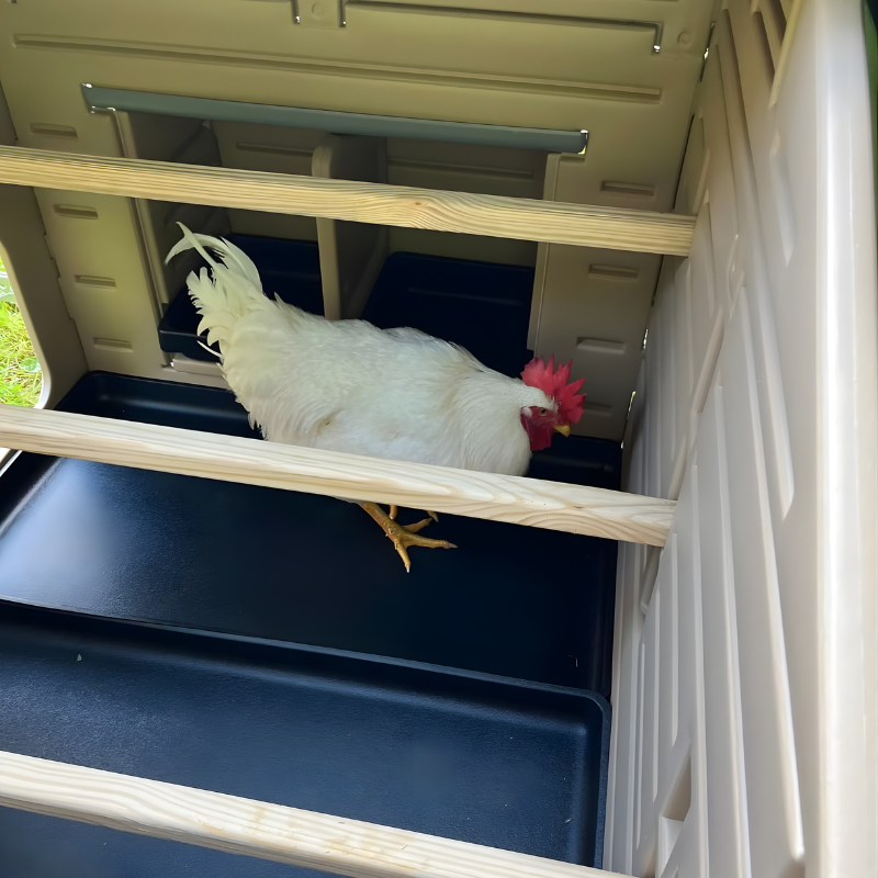 Inside beige plastic chicken coop.