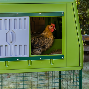 Chicken inside a green plastic chicken coop with a window