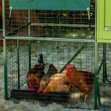 Three chickens inside a green wire coop on grass.