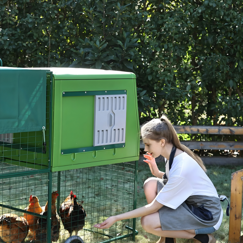 Person interacting with chickens in a green plastic coop outdoors