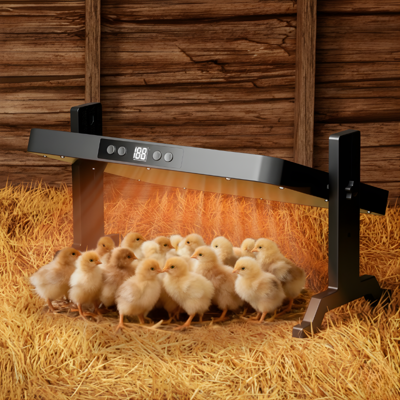 Heating plate with digital display in a barn setting with chicks around