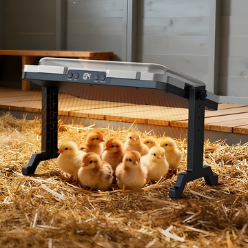 Group of chicks under a heating plate on a bed of straw.
