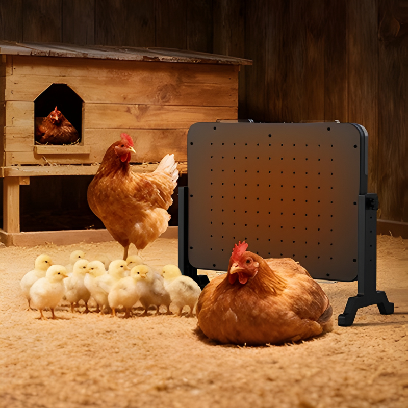 Hens and chicks in a barn with a heating pad and chicken coop.