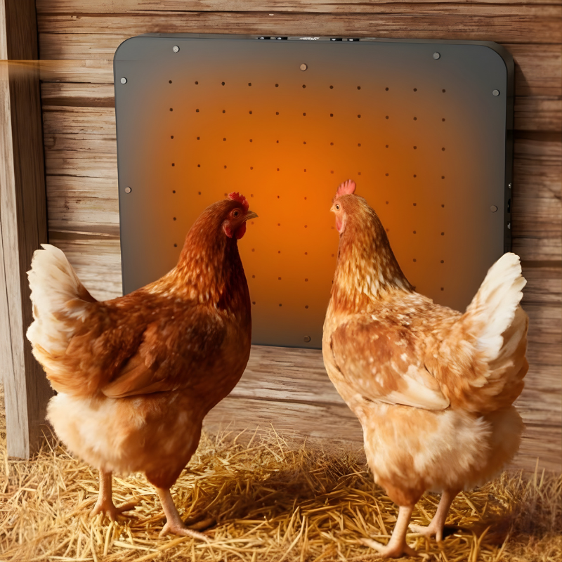 Two chickens standing on straw in front of a wooden door with a heat pad inside.