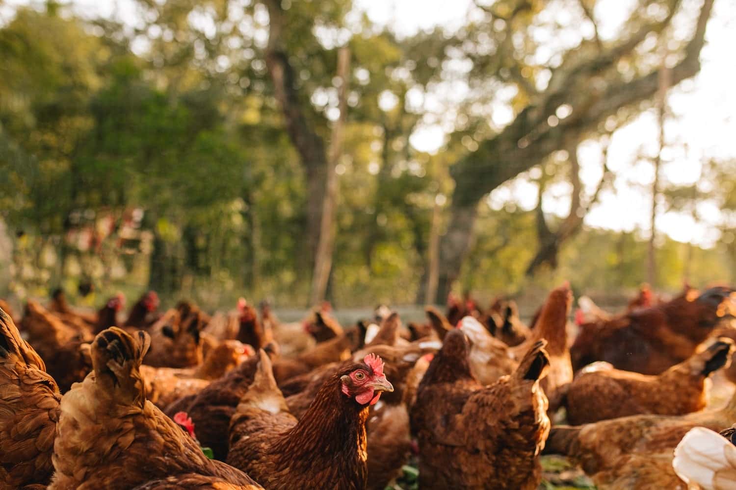 Group of chickens in a natural setting with trees in the backgroundslider_item_wPtgdV