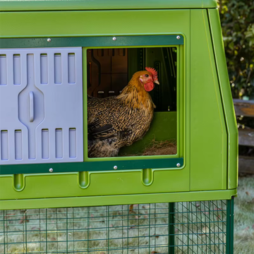 Chicken inside a green poultry coop with a window