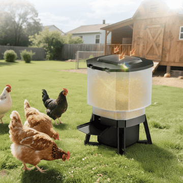Automatic chicken feeder with chickens