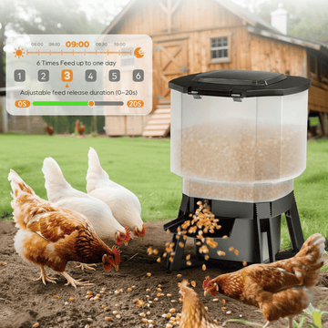 Chicken feeder dispensing feed with chickens around in a farm setting